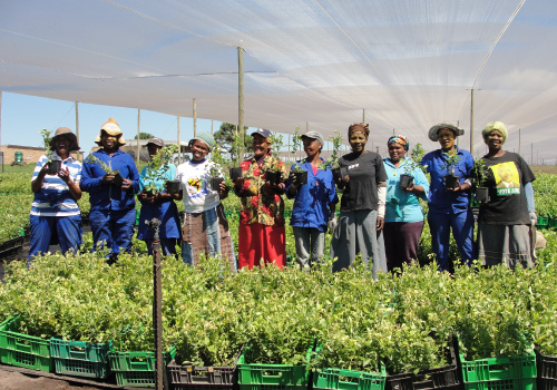 Blue Mountain Berries