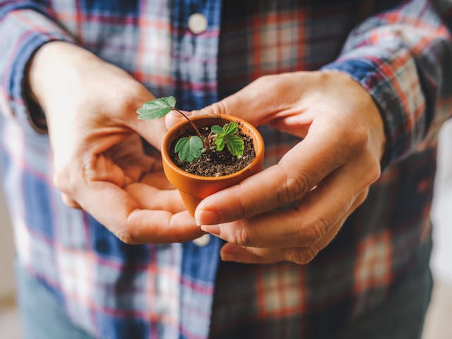 Growing strawberries