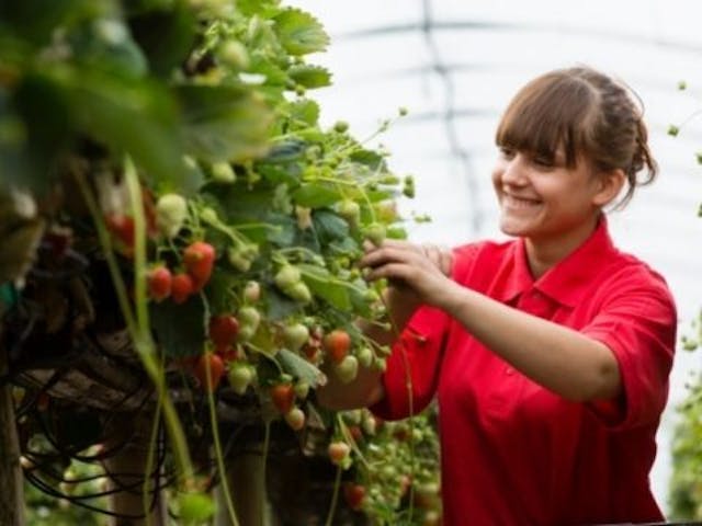 Strawberry grown