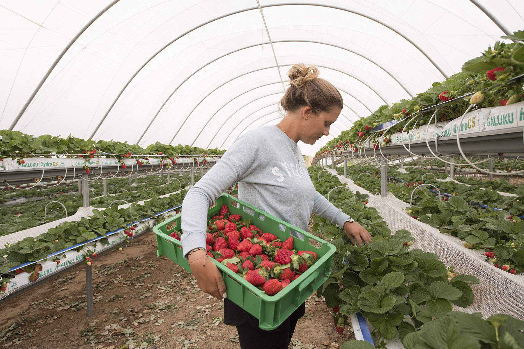 Awardwinning fresh berries BerryWorld