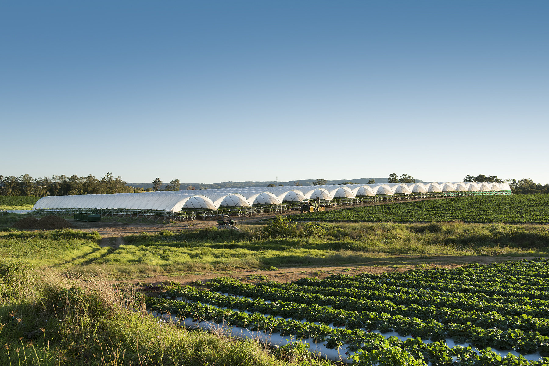 Awardwinning fresh berries BerryWorld