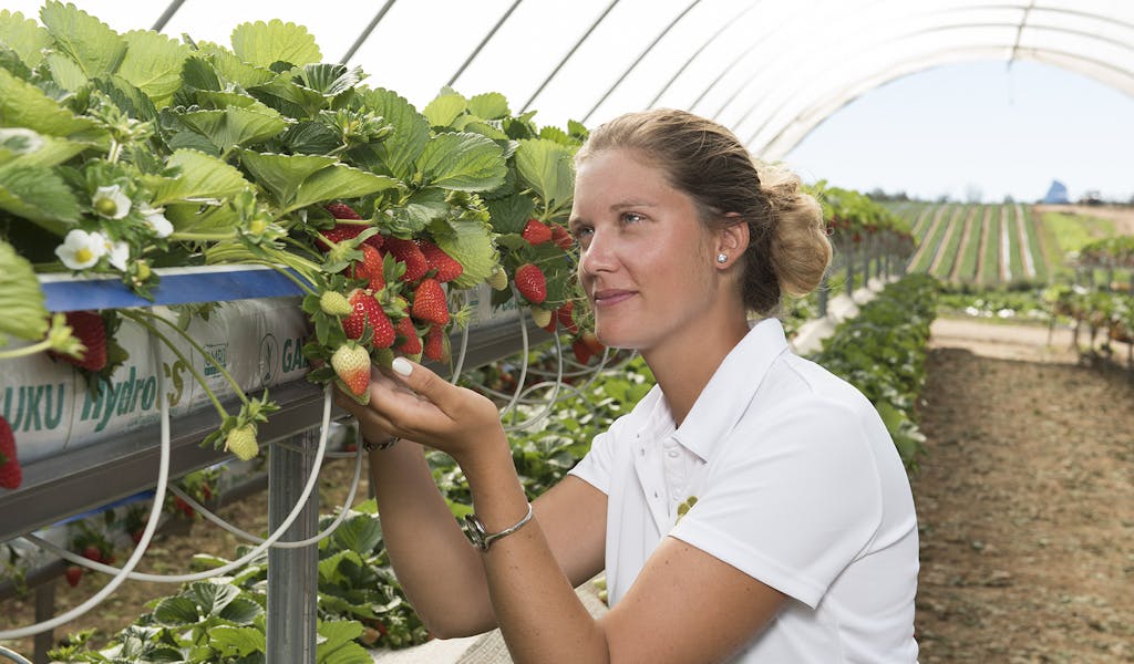 Award-winning fresh berries | BerryWorld