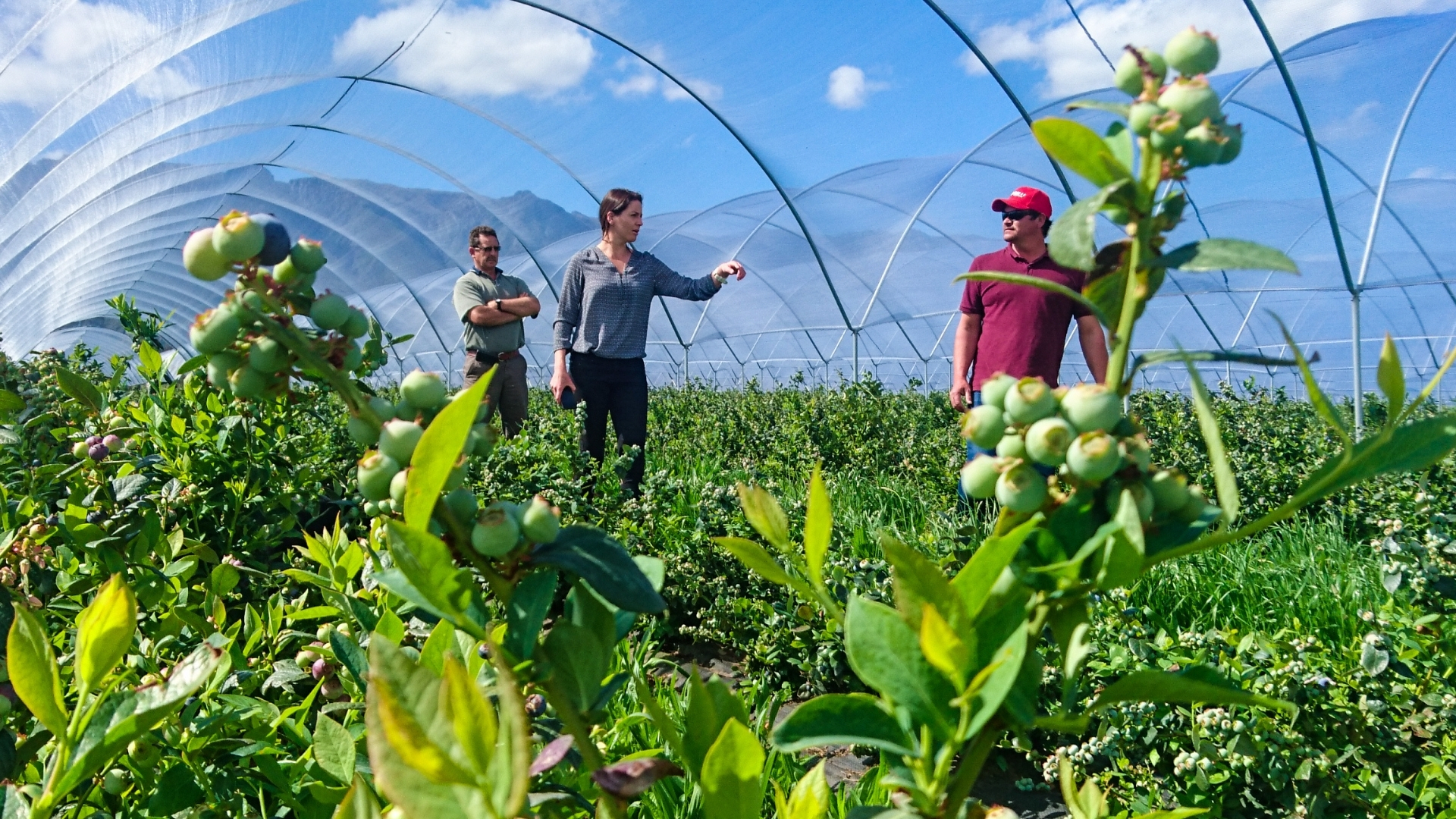 Awardwinning fresh berries BerryWorld