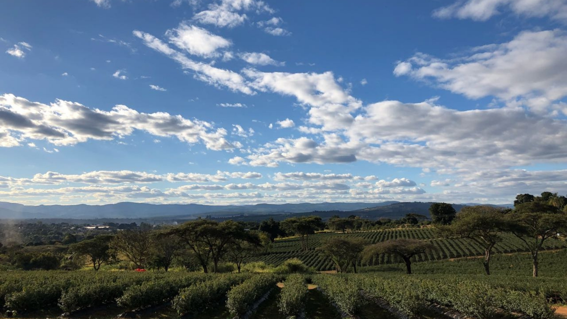 Our berries, your world BerryWorld