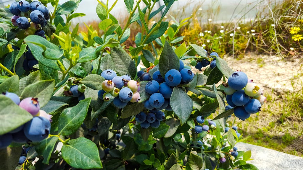 Blueberries01 min