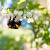 Making a buzz for the bees