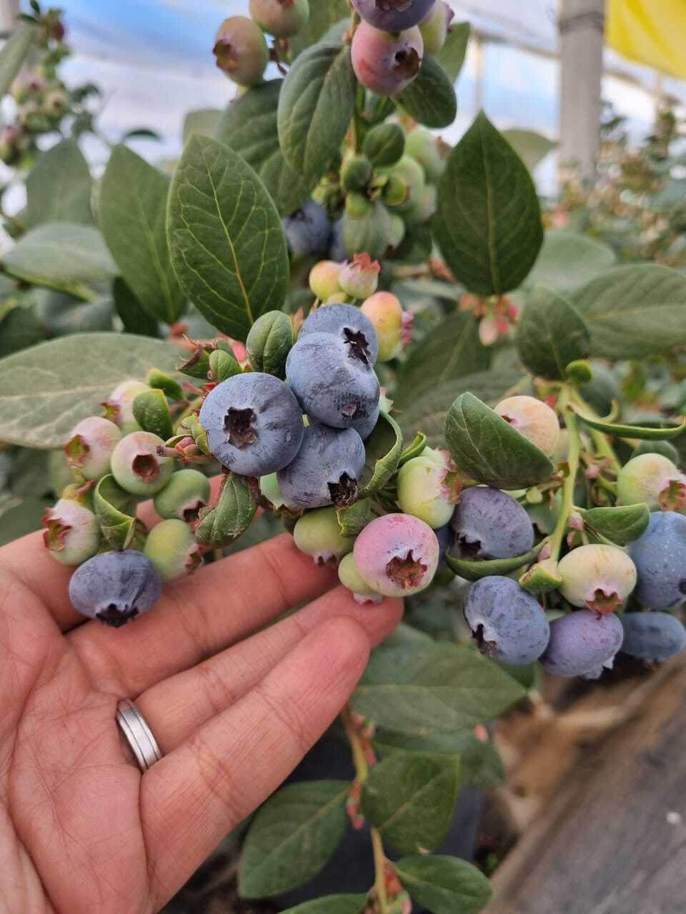 BerryWorld Zoom in on Egyptian Blueberry Boom