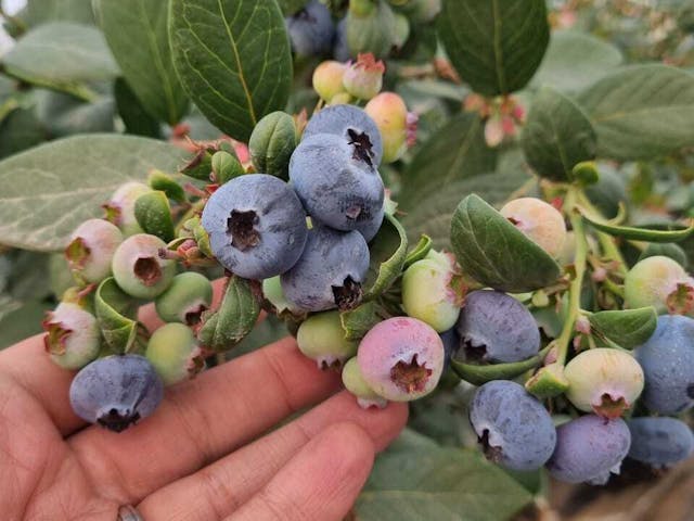 Zoom in on Egyptian Blueberry Boom