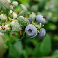 Eureka Sunrise blueberry wins Superior Taste Award