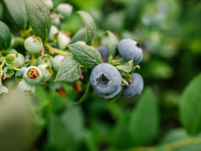 Eureka Sunrise blueberry wins Superior Taste Award