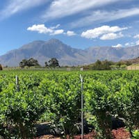 Blueberries & Beyond