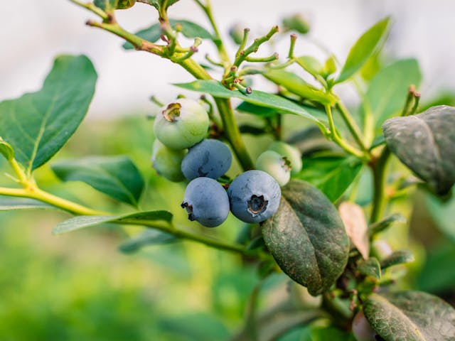 What are anthocyanins & where to find them