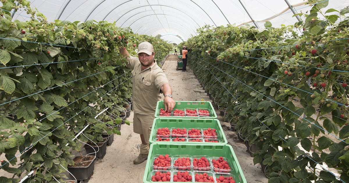 BerryWorld Australia on track for expansion | BerryWorld