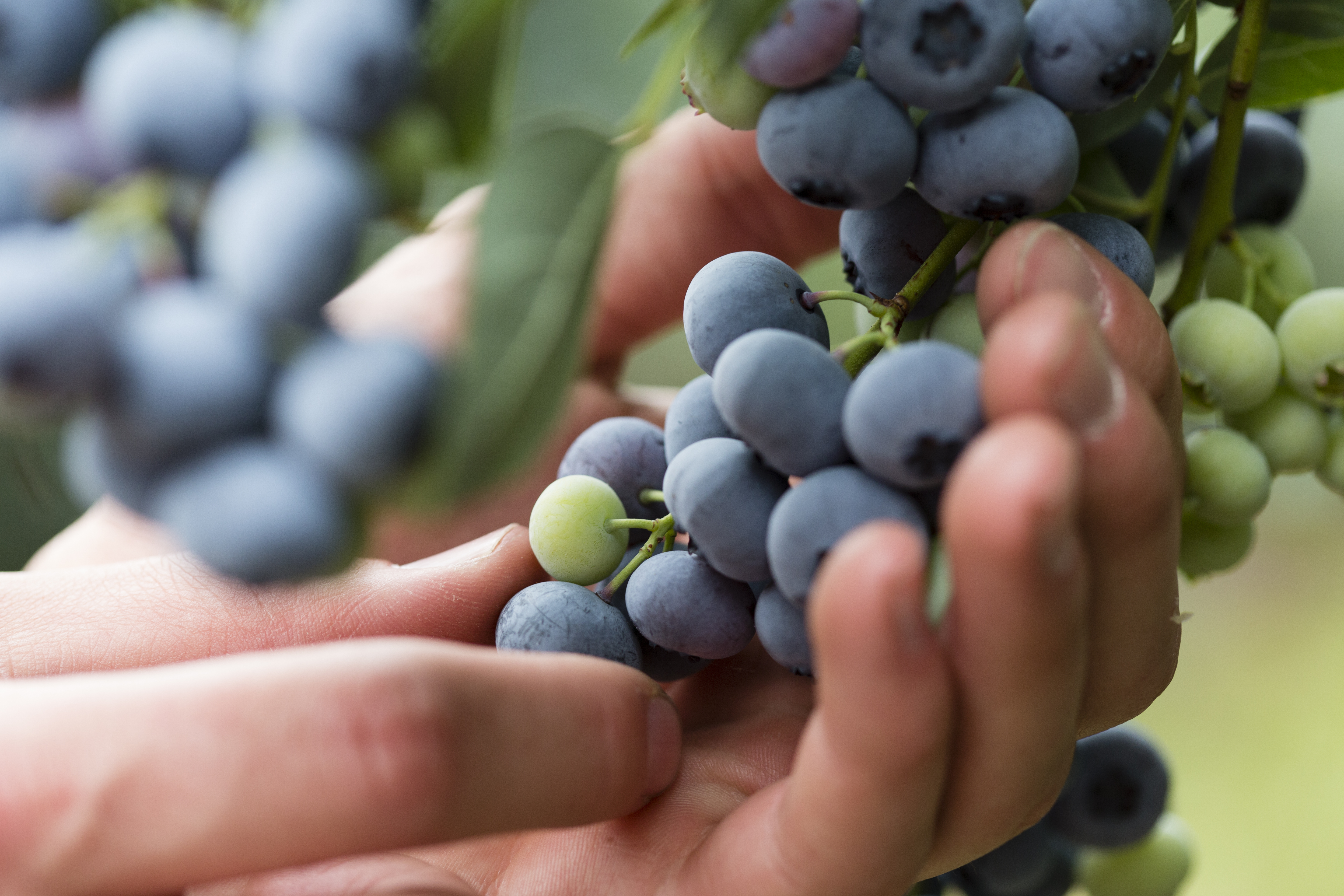 BerryWorld Awardwinning fresh berries