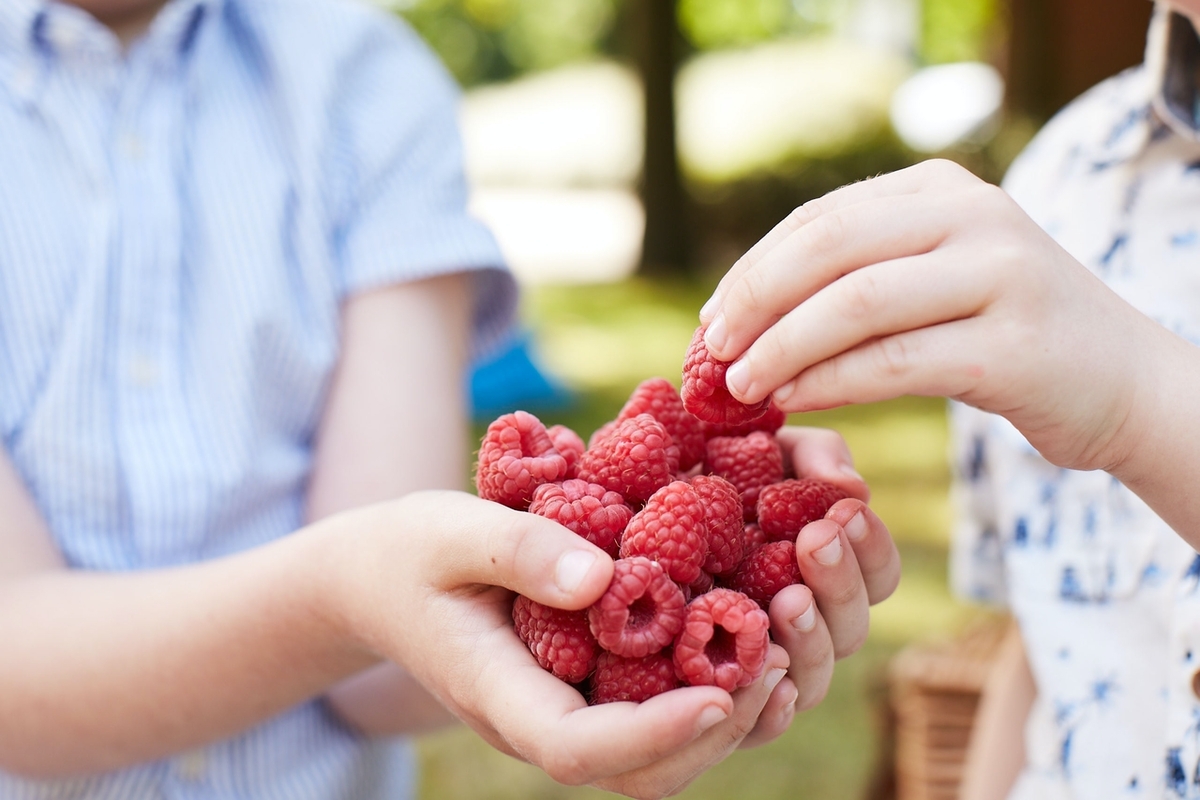 BerryWorld Flavour picked berries