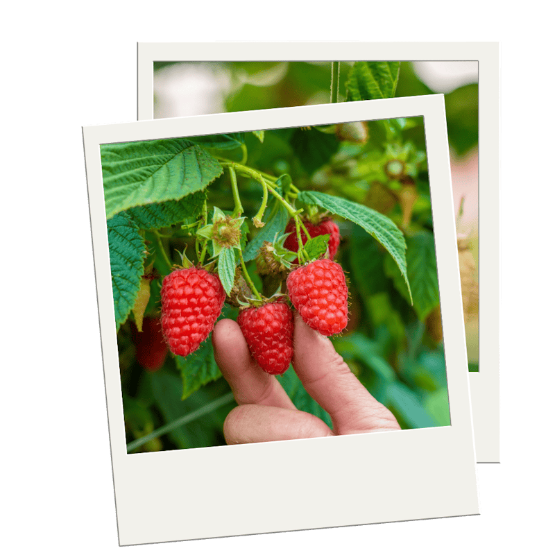 BerryWorld Plus™ | BerryWorld